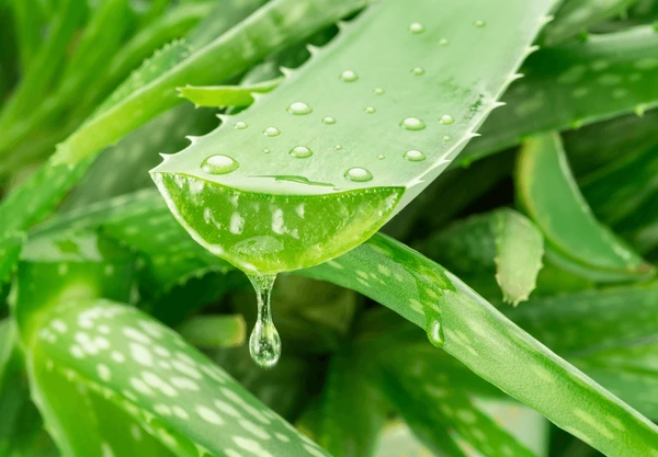 Aloe Vera jell is best option for Black Elbows