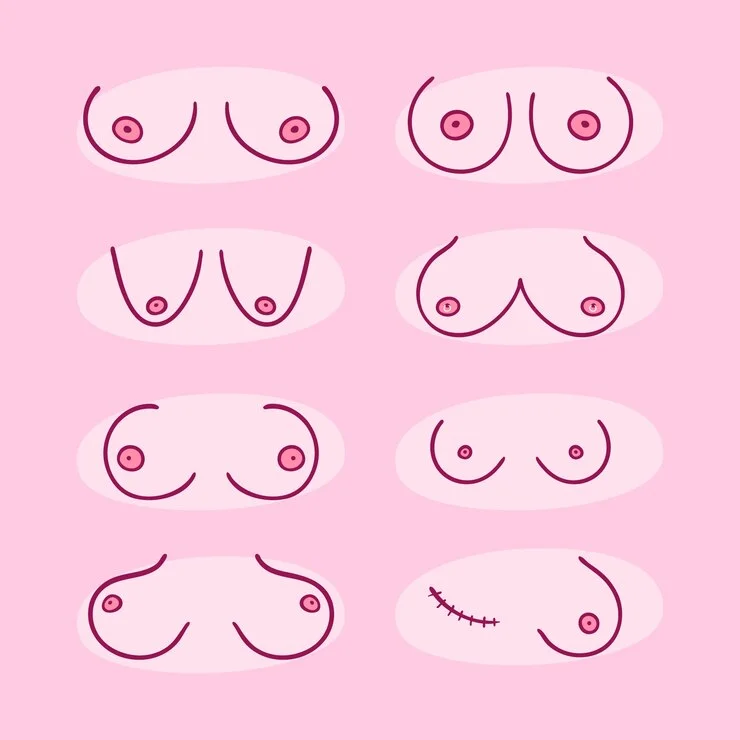 Ladies breast size and their measurement.
